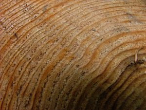 Esempio di anelli di accrescimento nel legno; foto di Marco Walker - CC BY-SA 3.0